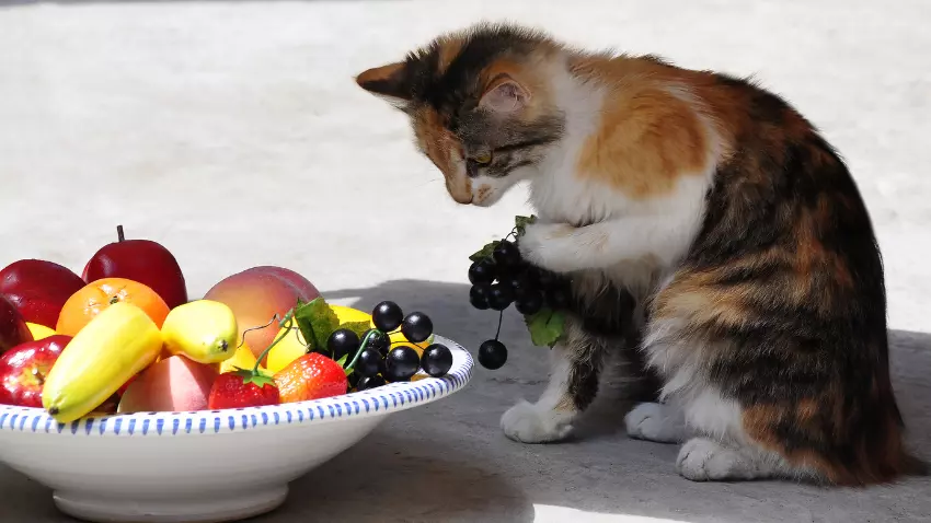 what fruits can cats eat