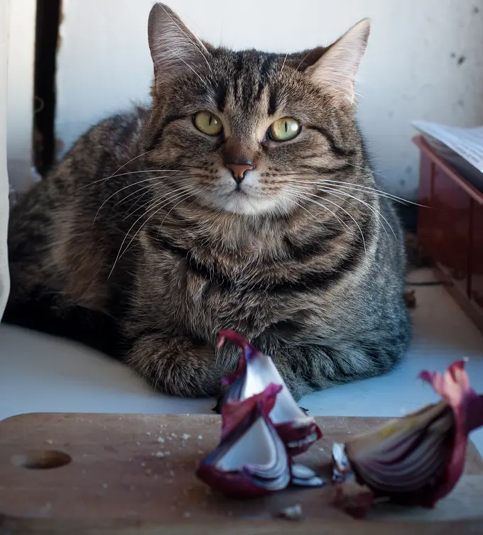 What should you do if your cat eats onions