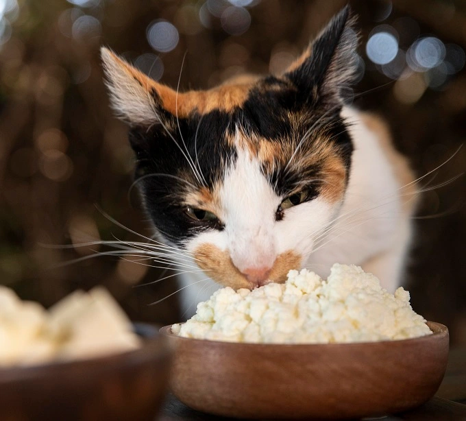 What to do if your cat eats cheese