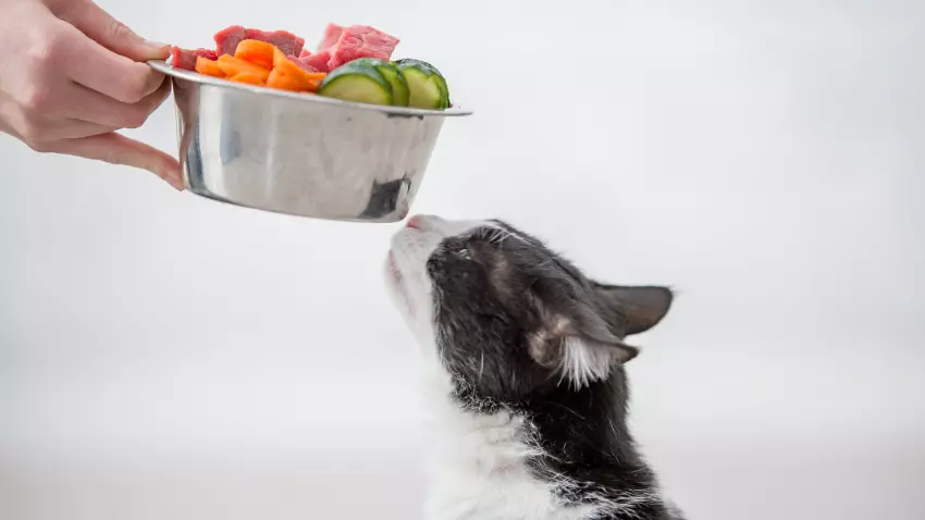 what vegetables can cats eat