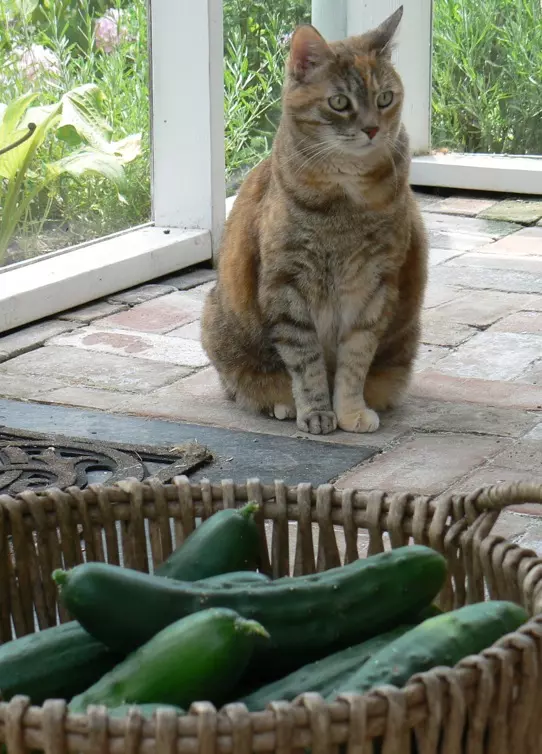 Why are cats scared of cucumber