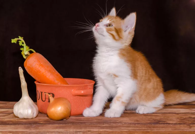 Why Do Cats Like Carrots