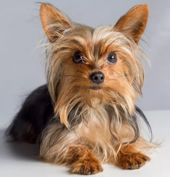 yorkies with kidney problems