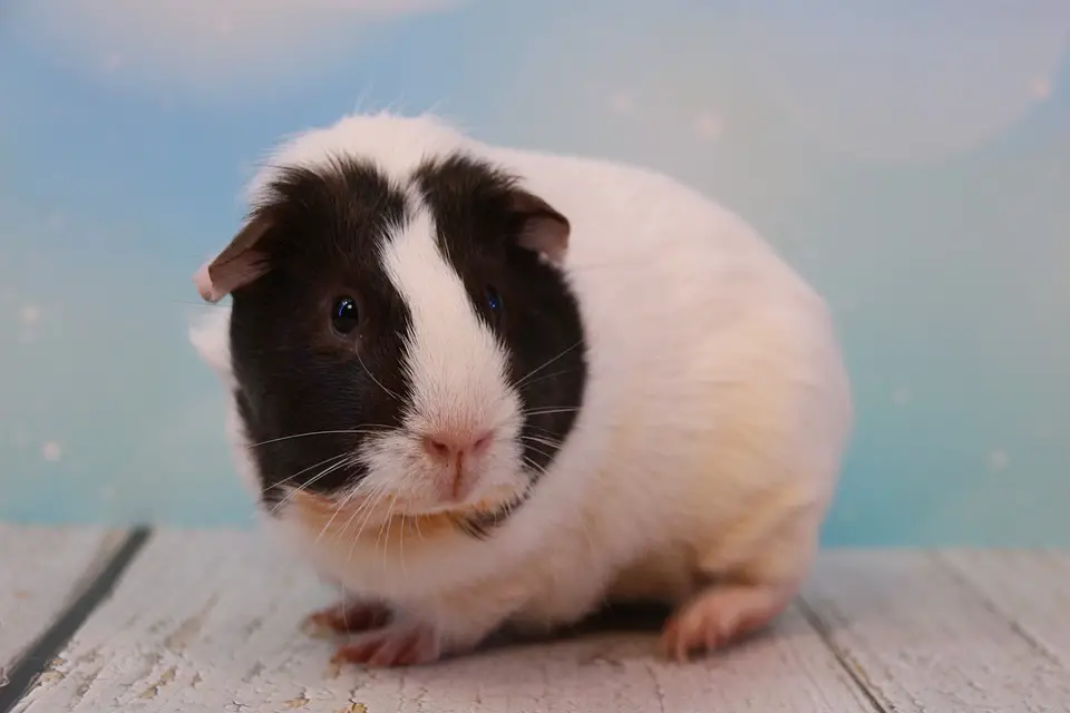 why do guinea pigs sneeze