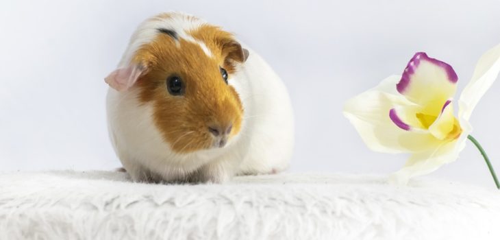 what-does-it-mean-when-guinea-pigs-chatter-their-teeth-petcosset