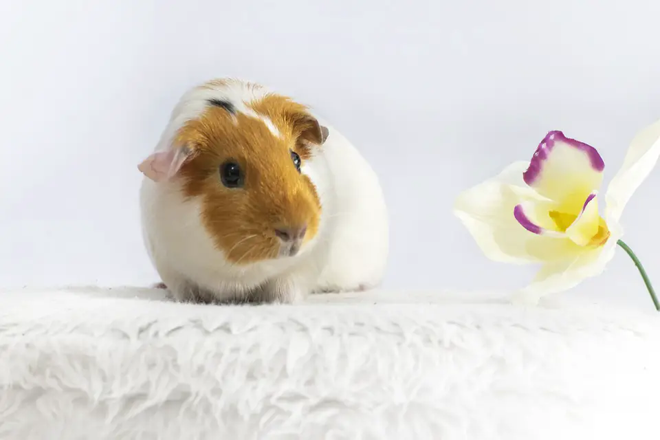 what does it mean when guinea pigs chatter their teeth