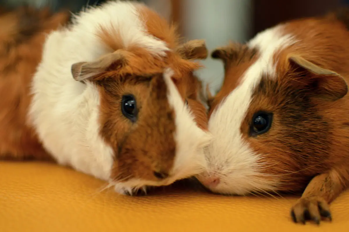 When to separate guinea pigs - 🧡 What To Do If Your Guinea Pig Has A ...