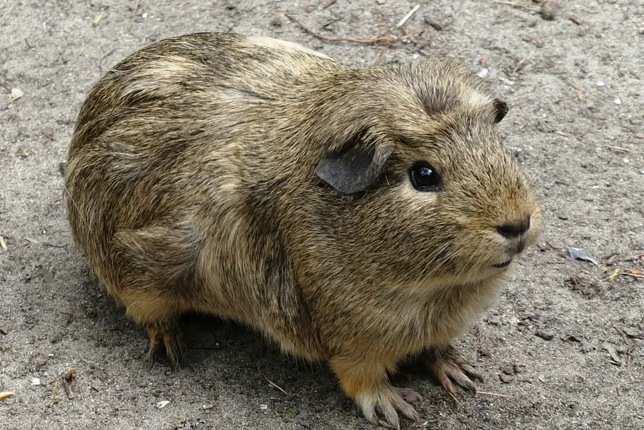 how big do guinea pigs grow