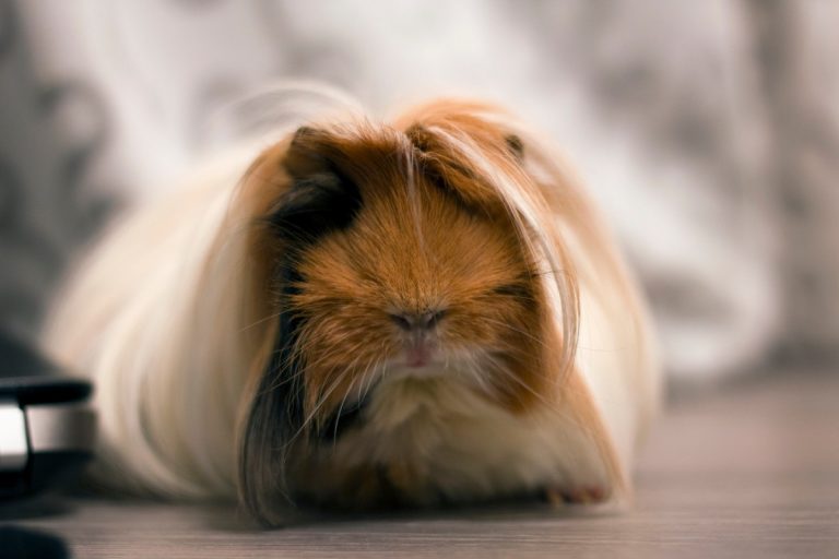 Why Do Guinea Pigs Cry? | 4 Common Reasons Why!