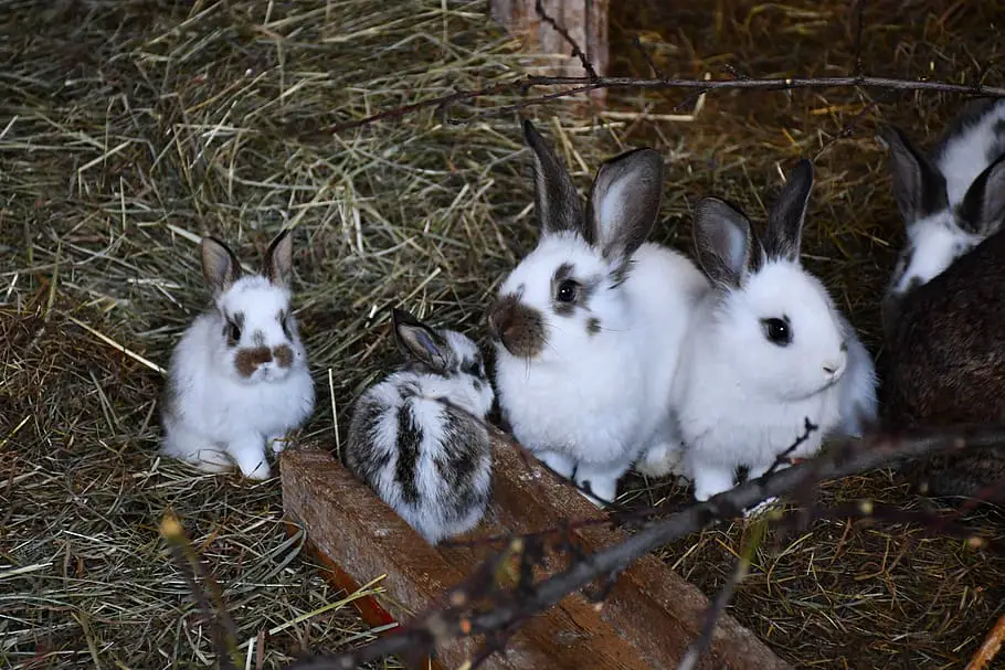 What Is A Group Of Rabbits