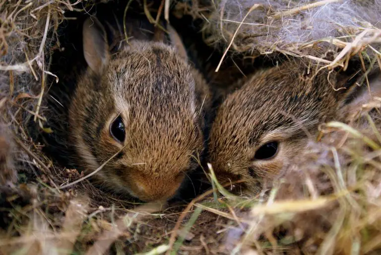 When Do Baby Rabbits Leave The Nest? 5 Signs They Will!