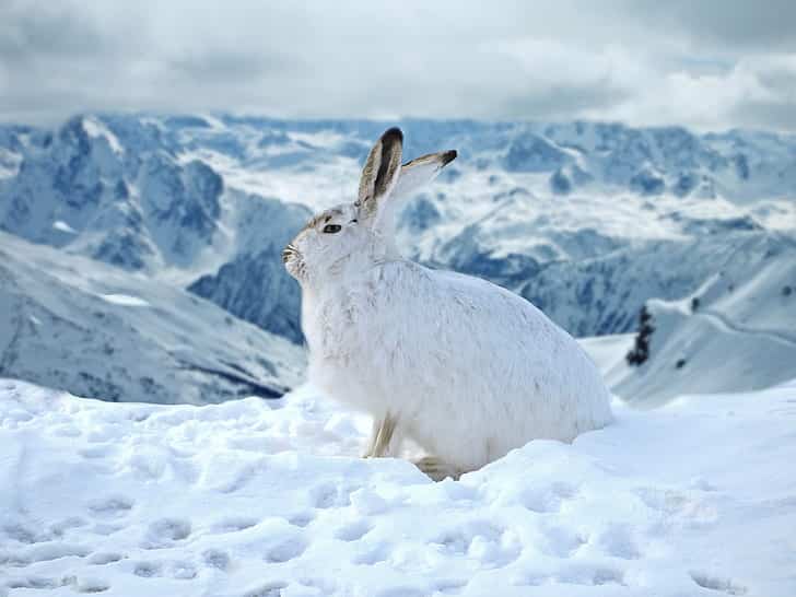 What Do Rabbits Eat In The Winter