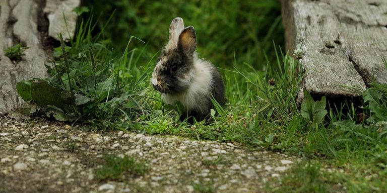 How To Get Rid Of Fleas On Rabbits? In 3 Easy Steps