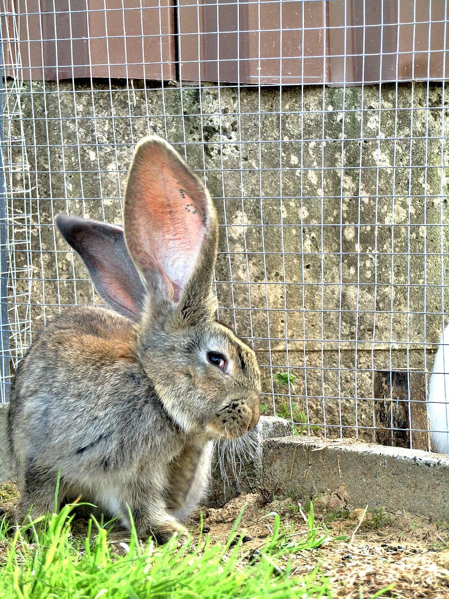 How To Tell How Old Baby Rabbits Are