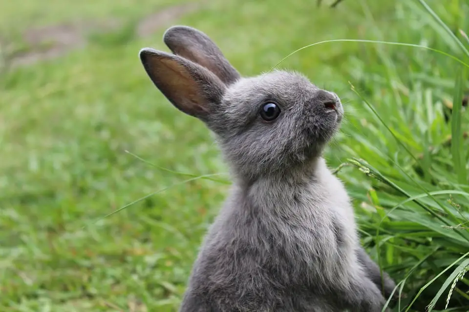 How long do Mini Rex rabbits live