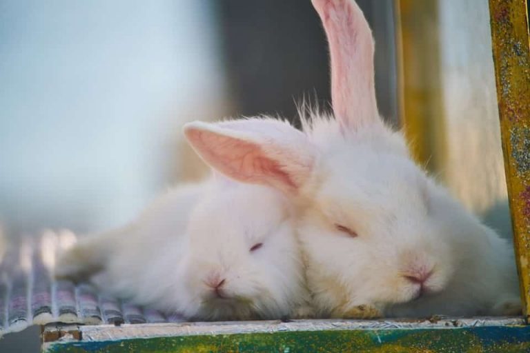 Why Do Rabbits Eat Their Babies? 4 Ways To Stop