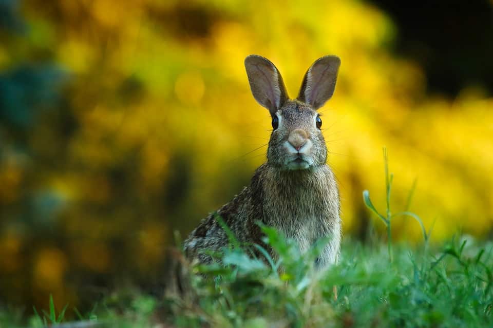 how to keep rabbits warm in winter