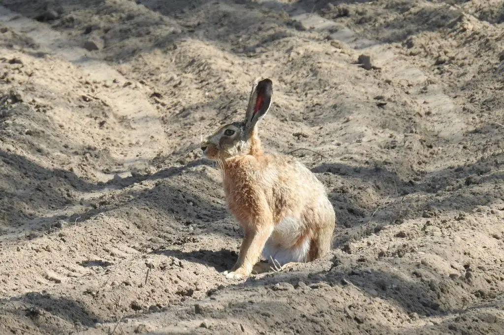 How Long Do Dutch Rabbits Live