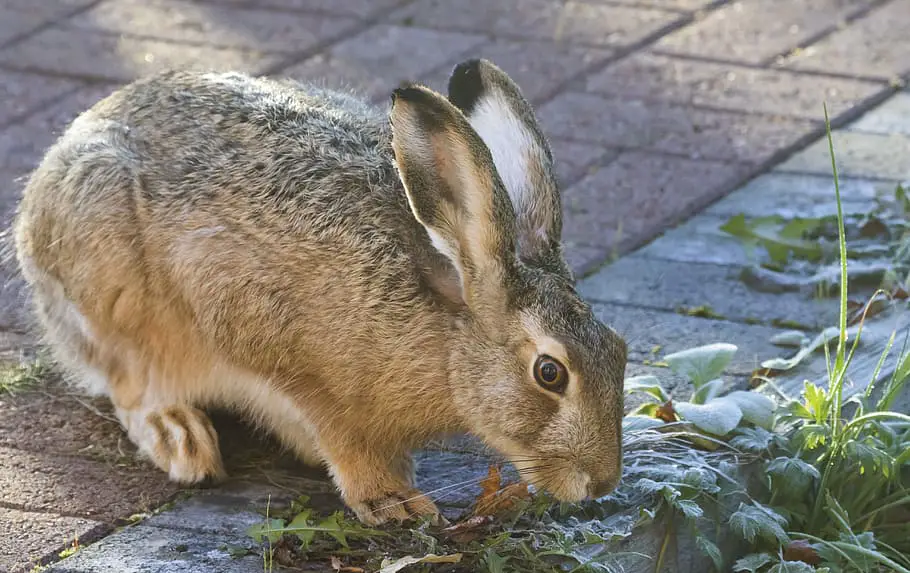 Why Do Rabbits Lick You