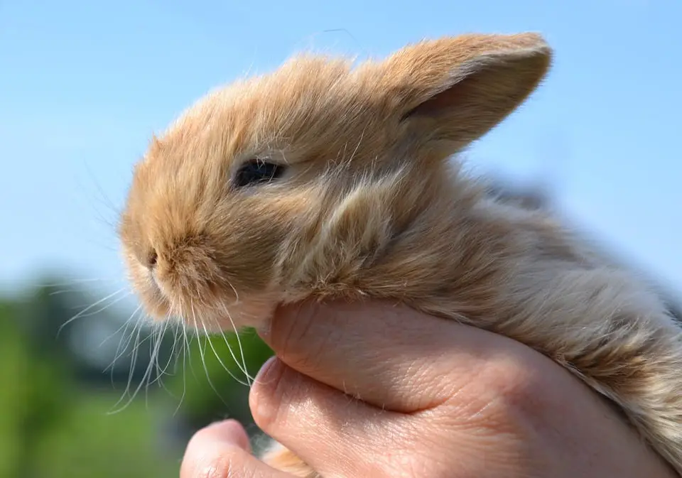 How Many Toes Do Rabbits Have