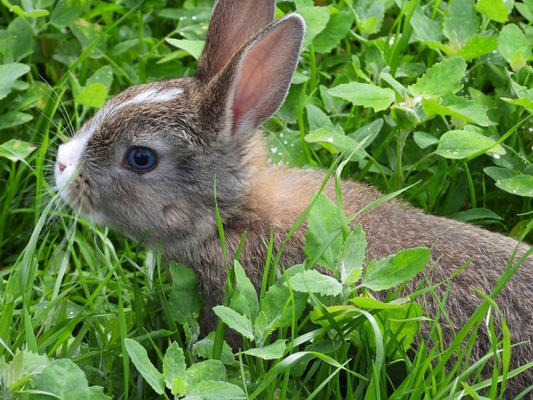 How Often Do Rabbits Poop? Amazing Facts You Must Know!