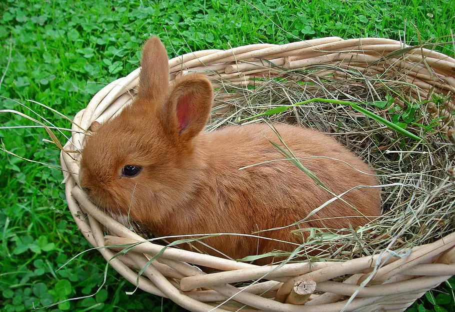 How long can dwarf bunnies live