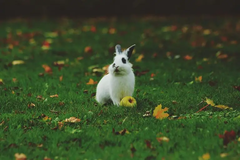When Are Rabbits Most Active? Know These 4 Amazing Facts!