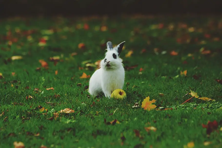 When Are Rabbits Most Active