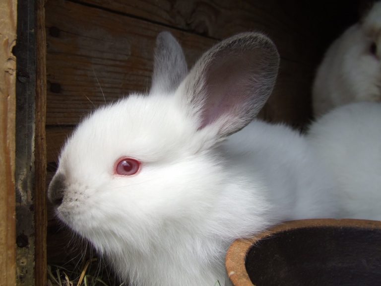 Why Do Rabbits Have Red Eyes? 4 Awesome Breeds!