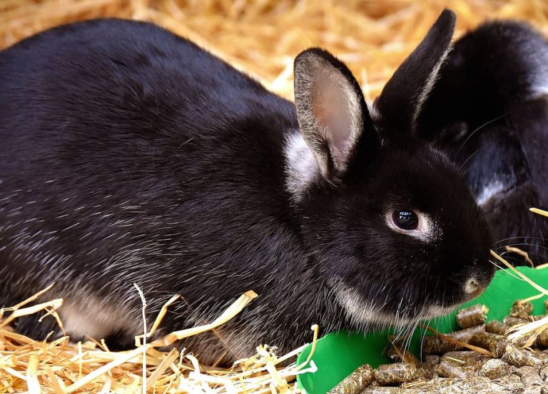 What Can Rabbits Chew On? 6 Amazing Items To Give Them!