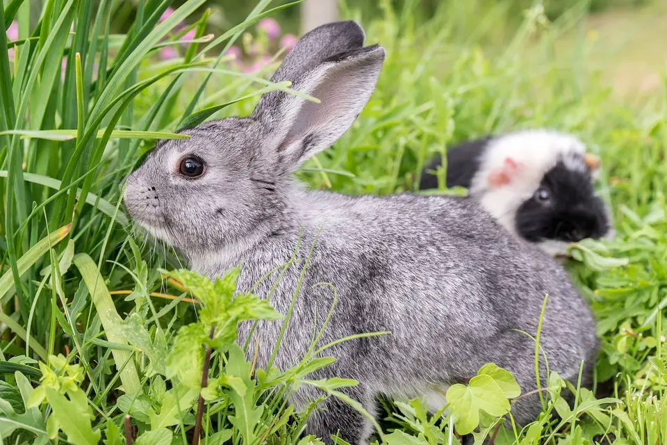 How To Stop Rabbits From Fighting