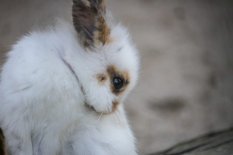 How Often Do Rabbits Pee? 8 Surprising Colors Of Pees