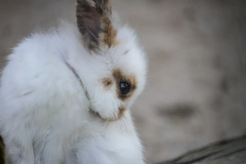 how often do rabbits pee