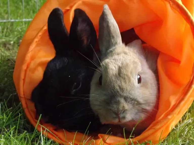Can Rabbits Have Tangerines? 4 Reasons Why They Should!