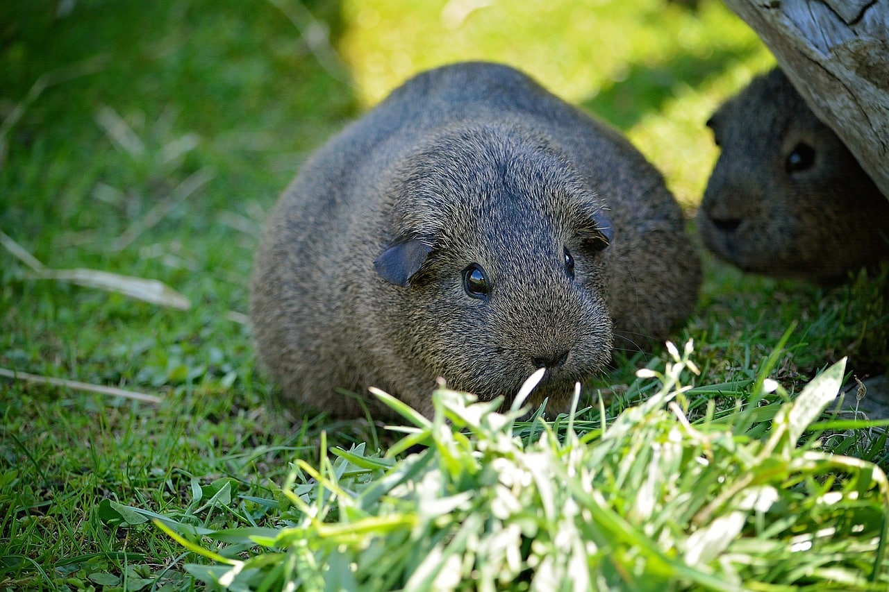 How Long Are Guinea Pigs Pregnant