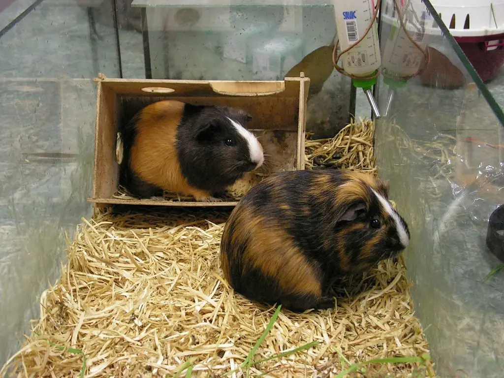 How To Introduce Guinea Pigs