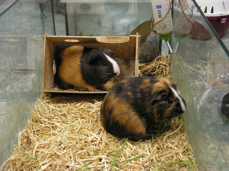 How To Introduce Guinea Pigs? 6 Easy Things To Remember!