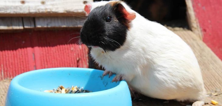 How Smart Are Guinea Pigs
