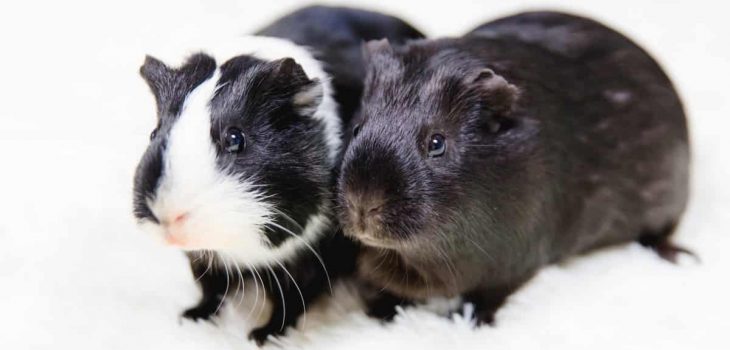 How long can guinea pigs live without food and water