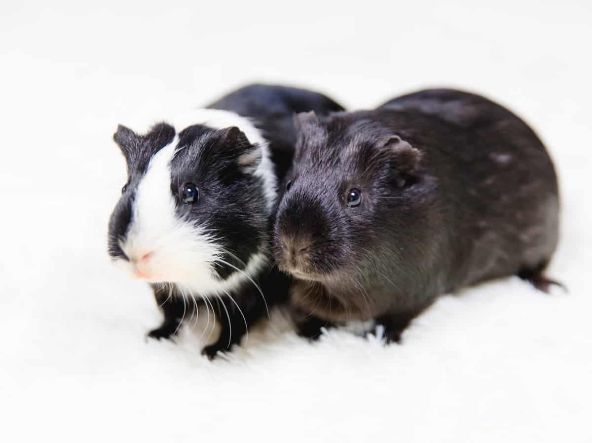 How long can guinea pig survive without water