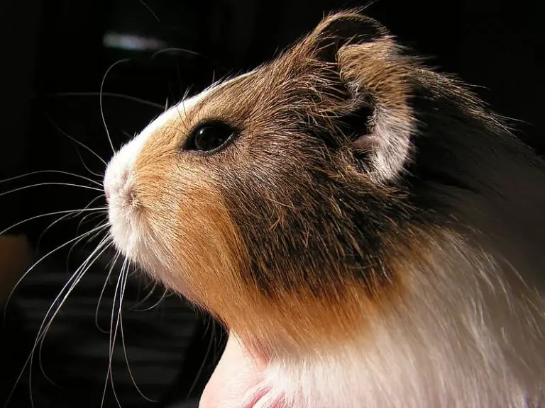 When Do Guinea Pigs Sleep? Answered 3 Quick Questions!