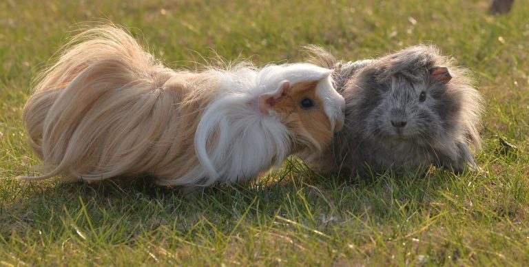 How Old Do Guinea Pigs Live? 9 Facts You Must Know!              