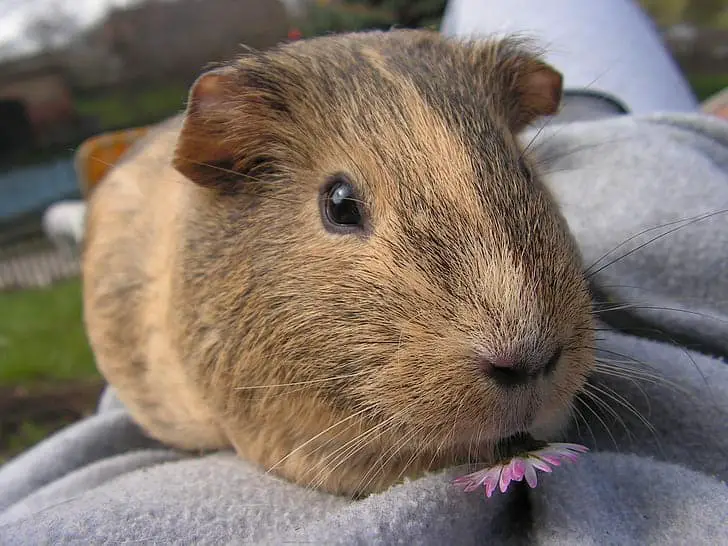 Why Do Guinea Pigs Bite? 5 Ways How To Stop Them