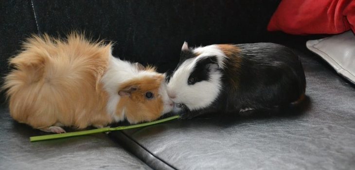 How Much Do Guinea Pigs Weigh