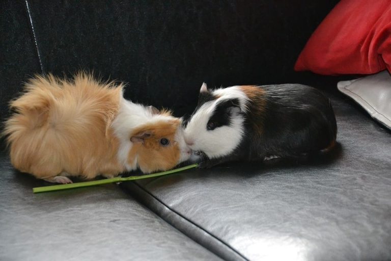 How Much Do Guinea Pigs Weigh? Weigh In 2 Easy Ways
