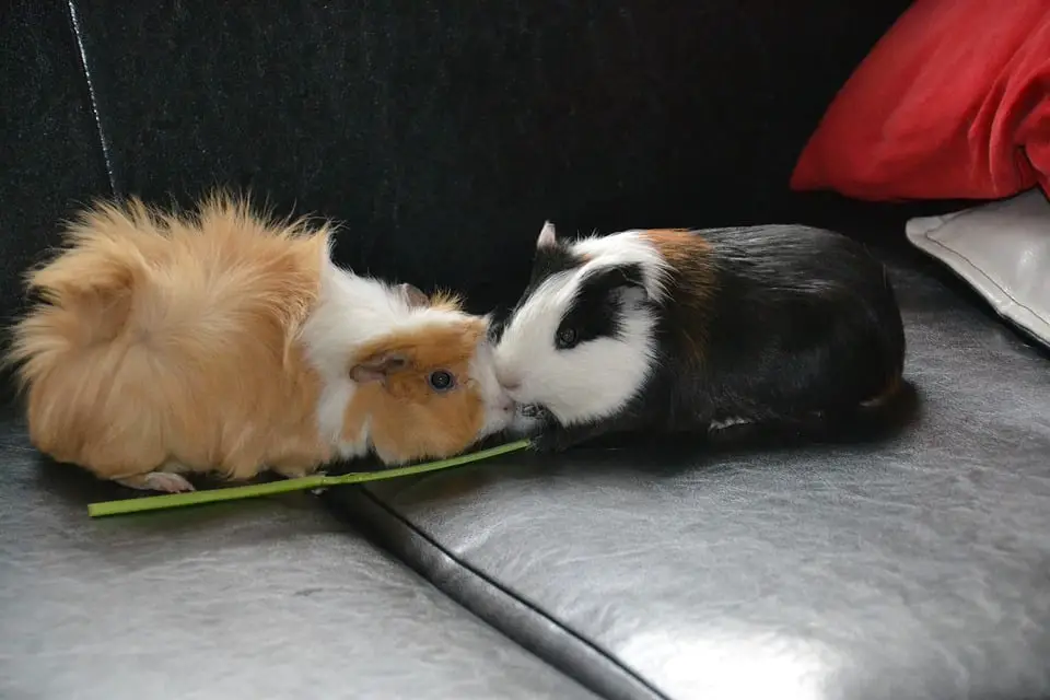 How Much Do Guinea Pigs Weigh