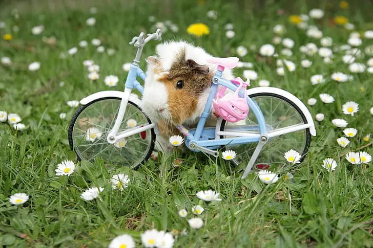 What Do Guinea Pigs Like To Play With? Top 5 Great Ideas!