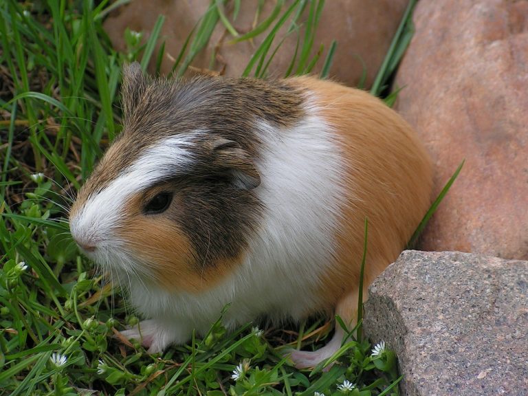 How Much Are Guinea Pigs At Petsmart? Here’s The Deal!