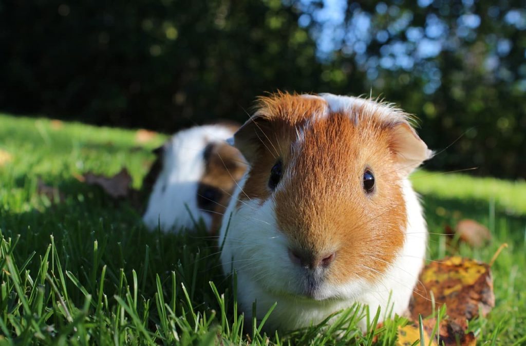 How Did Guinea Pigs Get Their Name