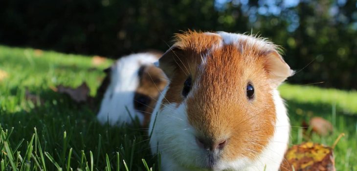 How Did Guinea Pigs Get Their Name